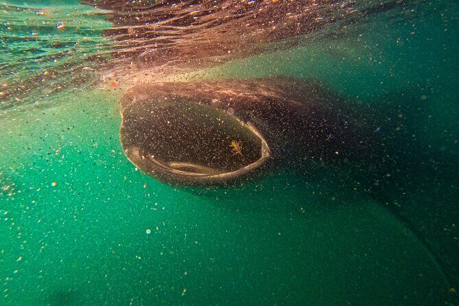 3 Hours La Paz Whale Shark First Class Snorkeling Tour - Who Should Consider This Tour?