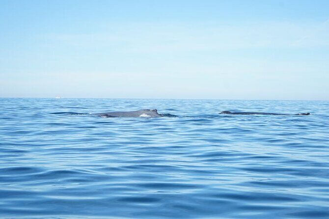 3 Hours of Whale Watching in Puerto Vallarta - The Value of This Tour