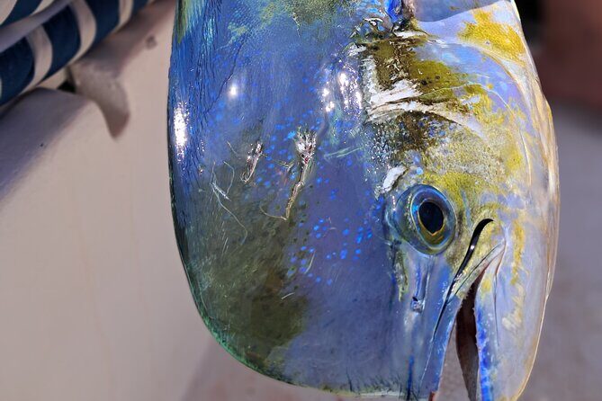 4 Hour Costa Maya Fishing and Snorkeling Experience - Who Will Love This Tour?