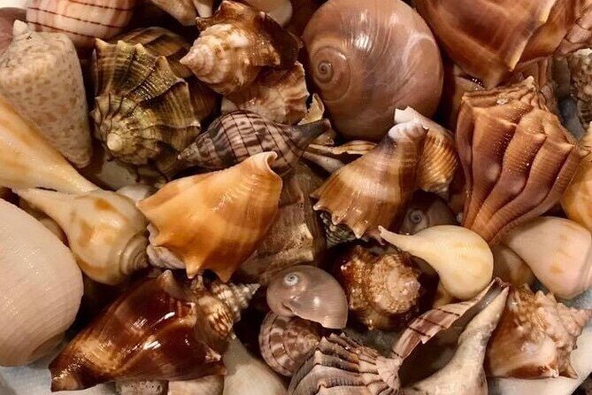 4 Hour Egmont Key Island Tour With Dolphins & Snorkeling Included - Who Should Consider This Tour?