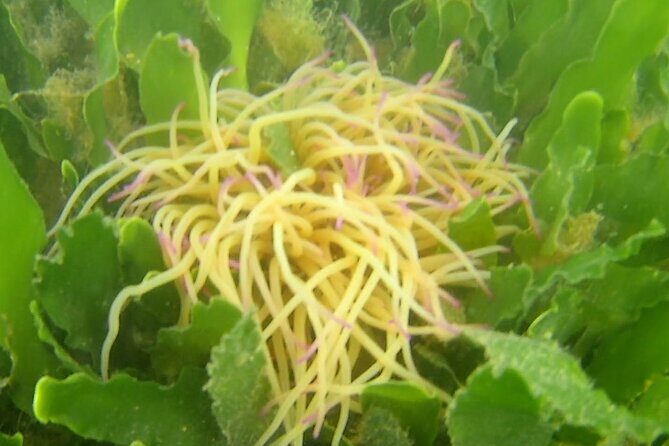 4 hour Kayak & Snorkeling Tour in Ria Formosa Natural park - What Makes This Tour Special?