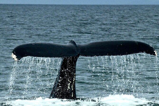 4-Hour Wildlife and Coastal Tour in Juneau, Alaska - Who Should Consider This Tour?