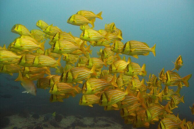 4 Hours Snorkeling Tour in Cabo San Lucas and Corridor - What’s Included and What’s Not