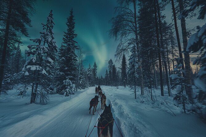 4hr Dog Sledding Tour under the Northern Lights - A Close Look at the Experience