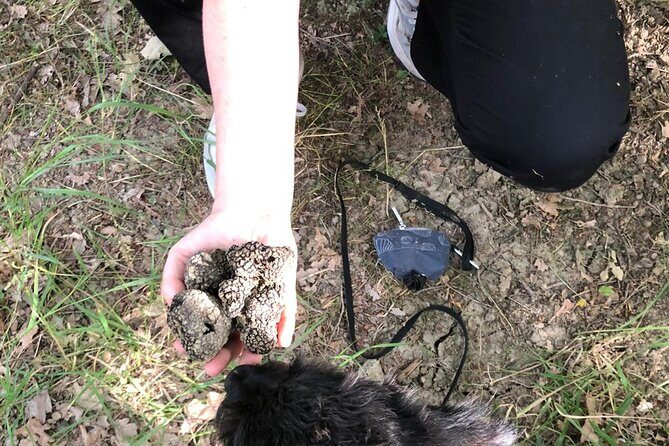 5 Hours Activities - Truffle Hunting with tasting in San Miniato - Key Points