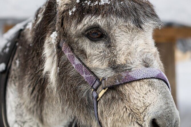 8-10km Husky Ride in the Taiga and Visit other farm animals - What Travelers Say