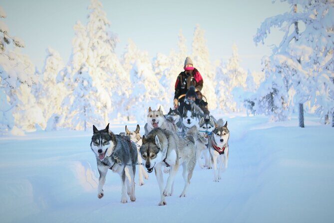 8-10km Husky Ride in the Taiga Forest and visiting the Kennel - Who Is It Best For?