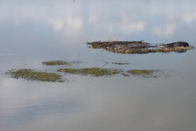 90 Minute Airboat Tour in the Florida Everglades - Why Travelers Love It
