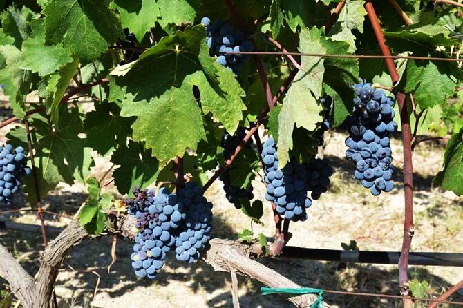 A world of wine-tasting in Nemea - Who Should Consider This Tour?