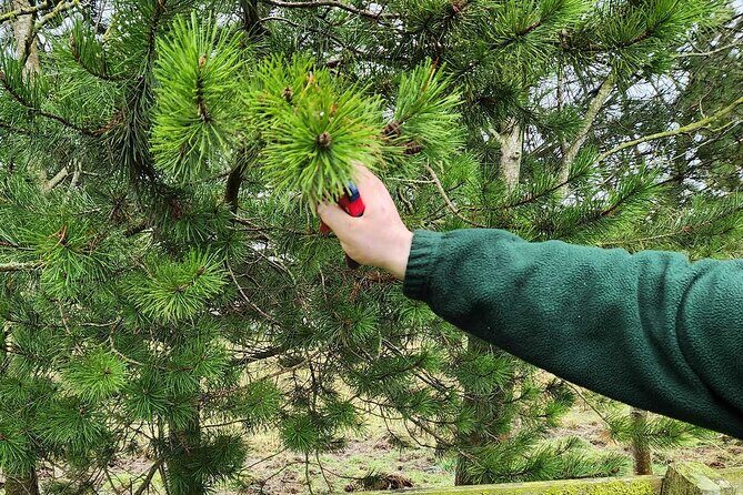 Adult Foraging Walk & Bushcraft Cookery Course for Beginners - Who Will Love This Tour?