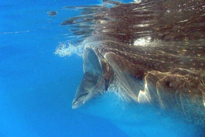 Adventure and Snorkel with the Whale Shark departing from Cancun - Searching for Whale Sharks