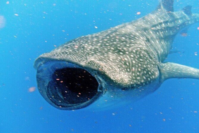 Adventure and Snorkel with the Whale Shark From Playa del Carmen - The Details That Matter
