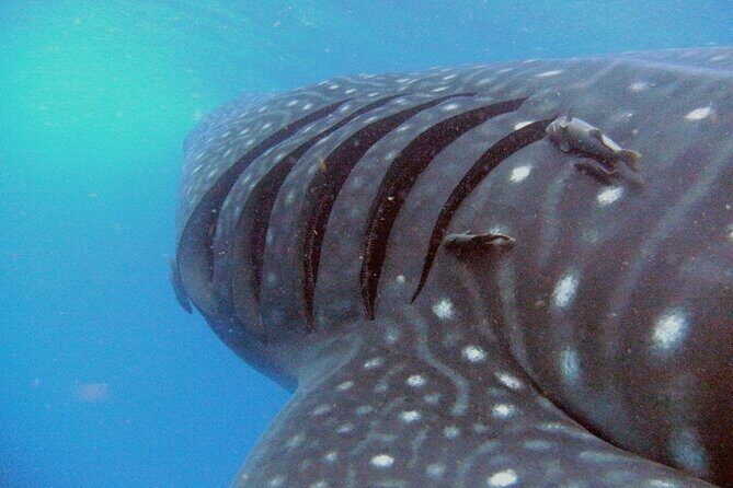 Adventure and Snorkel with the Whale Shark from Puerto Morelos - In-Depth Review: What to Expect and Why It Matters