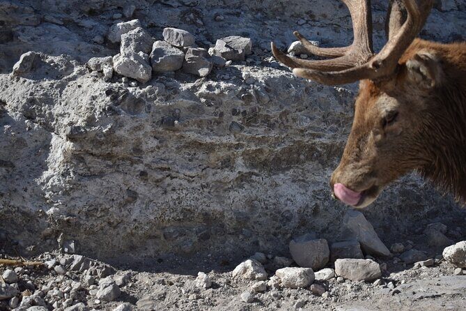 Africam safari (private tour) - An Honest Look at the Experience