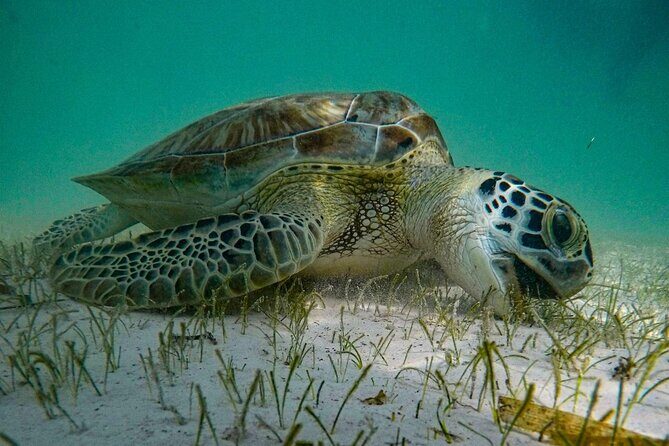 Akumal : Guided Snorkeling with Green Turtles and Corals - Authenticity and Conservation