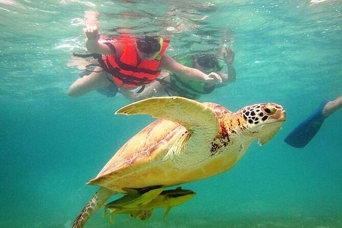 Akumal Reef Snorkel and Turtle Sanctuary From Riviera Maya - The Value of the Included Features