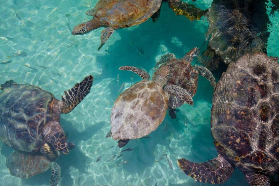 Akumal: Snorkeling Adventure with Turtles and Marine Life - A Detailed Look at the Tour Itinerary
