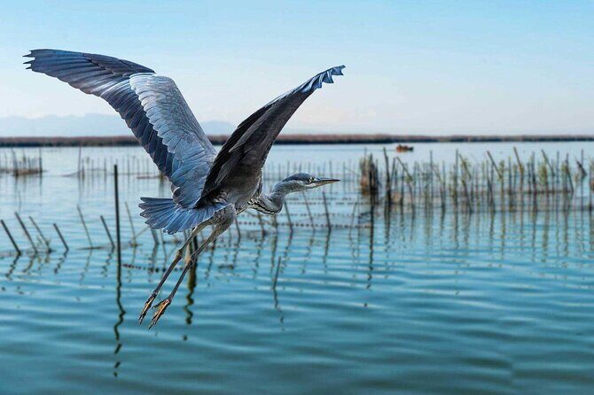 Albufera Natural Park with a Boat Tour from Valencia - Practical Details and What They Mean for You