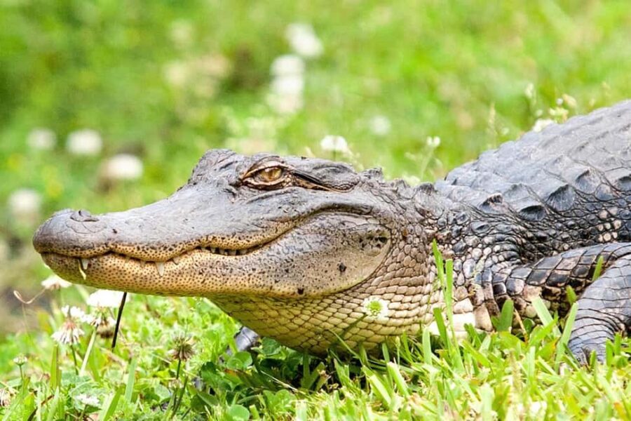 Alligator Swamp Tour by Gray Line New Orleans - The Real-World Experience: What Reviewers Say