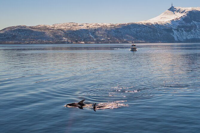 Alta Fjord Whale Watching on a Heated Boat - What to Expect on the Vessel
