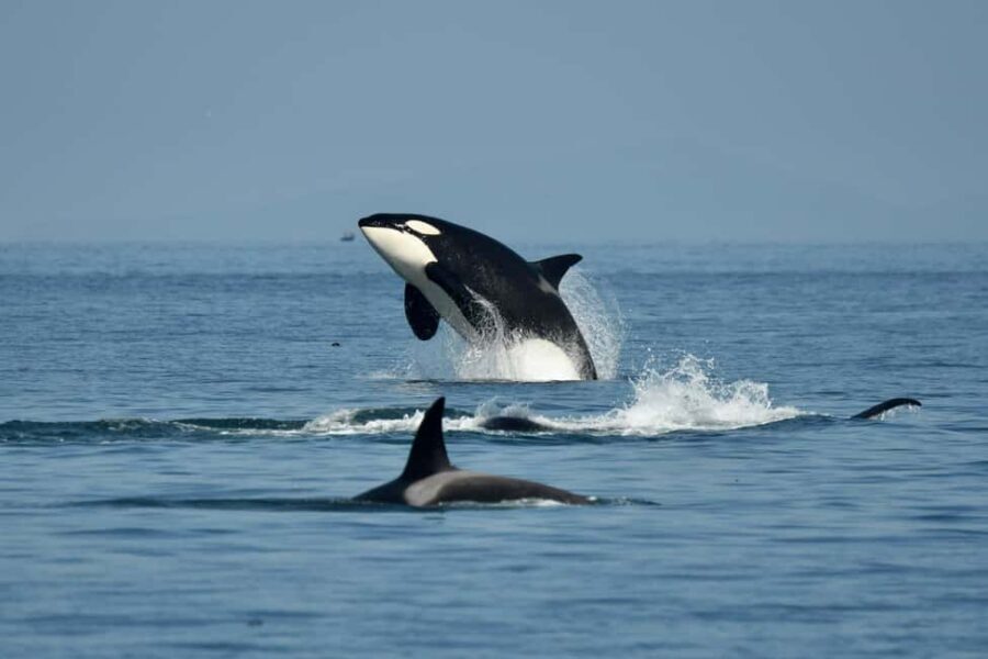 Anacortes: Full Day Whale/Wildlife Tour; Friday Harbor Stop - Who is this tour best suited for?