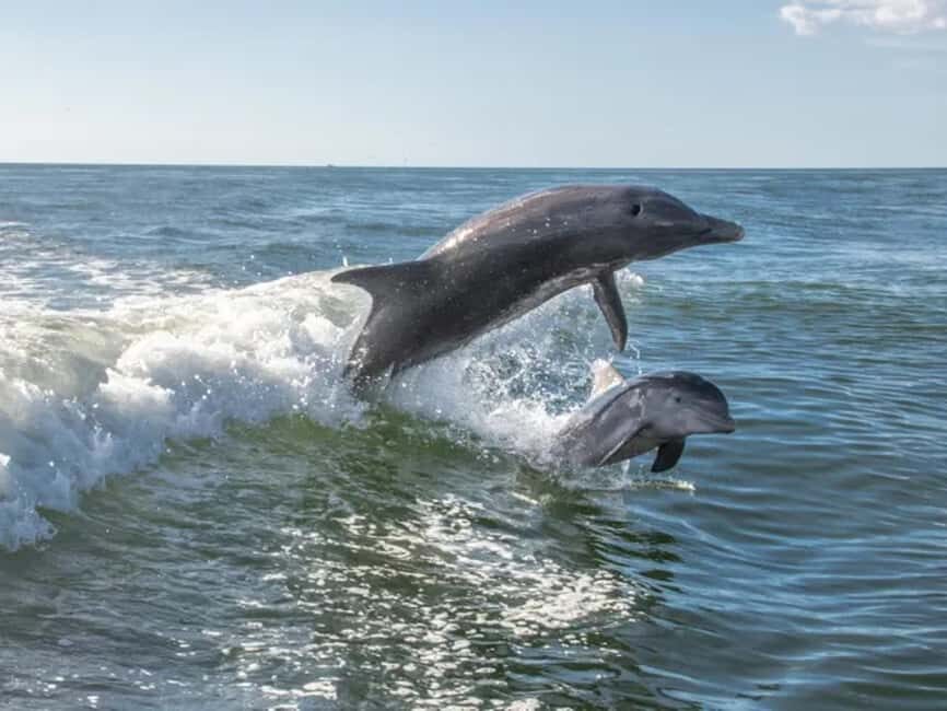 Anna Maria Island: Dolphin Cruise - What the Tour Includes and What It Doesn’t