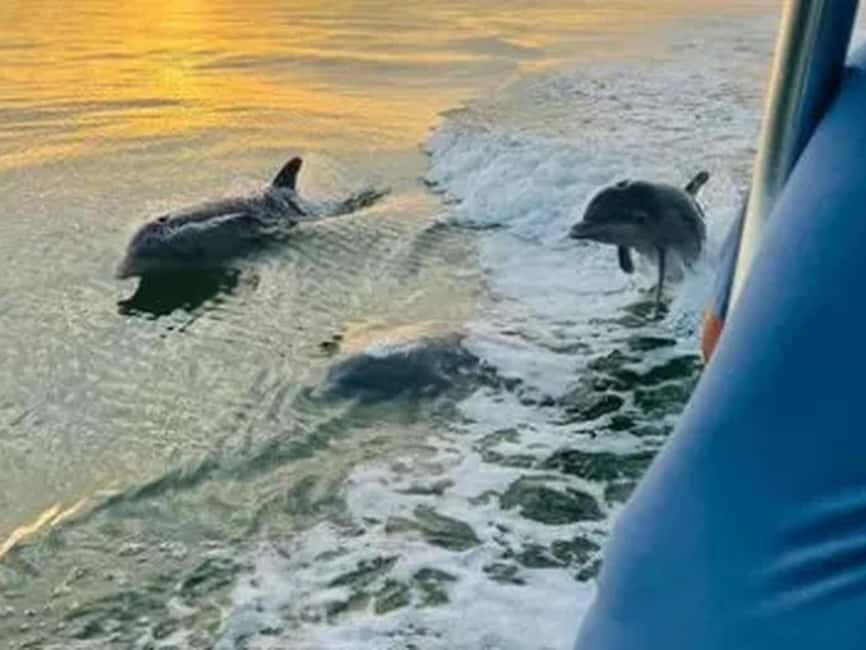 Anna Maria Island: Sunset Dolphin Cruise - What to Expect on the Cruise