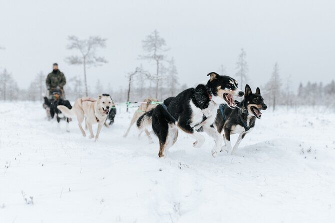 Arctic Huskies and Reindeers Fun in Rovaniemi - Authenticity and the Lapland Experience