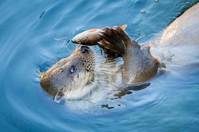 Arctic Polar Bear Adventure Afternoon Trip - Detailed Breakdown of the Itinerary