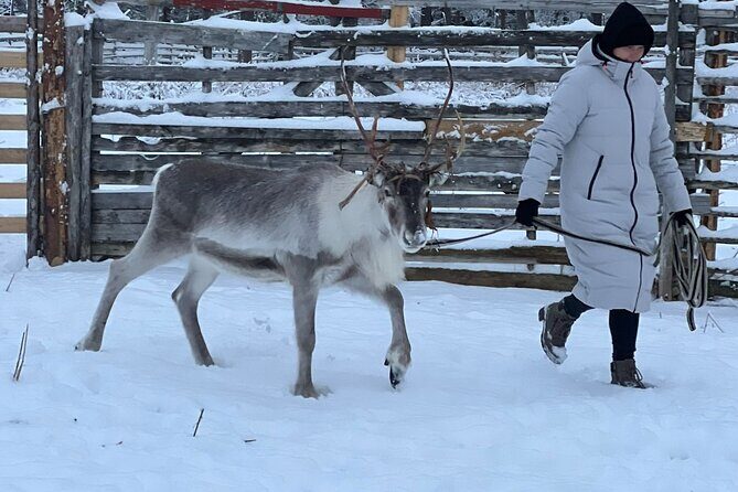 Arctic Reindeer Farm Experience with Snowshoeing in the Wild - What the Reviews Say