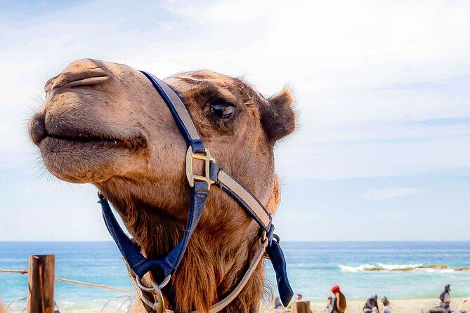 ATV & Camel Ride Tour on Migriño Beach - Detailed Review: What Makes This Tour Stand Out