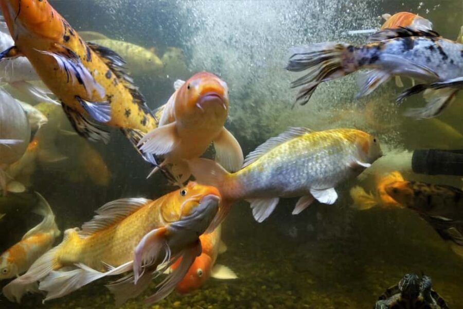 Austin Aquarium Entry Ticket - The Experience: What You Can Expect