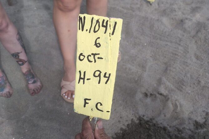 Baby Sea Turtle Releasing Sightseeing Tour with Luis de la Maza - The Sum Up