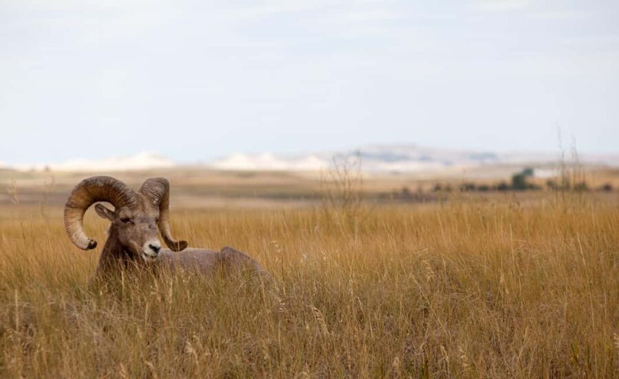 Badlands National Park: Premiere Day Tour - Key Points