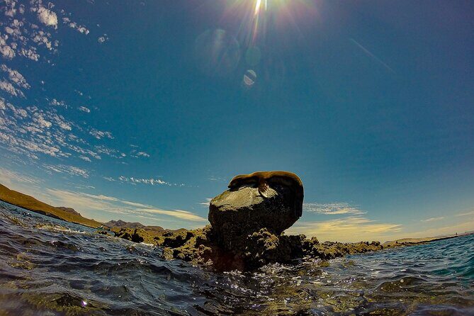 Balandra Beach Escape with Snorkeling and Wildlife Watching - What Travelers Say — Insights from Reviews