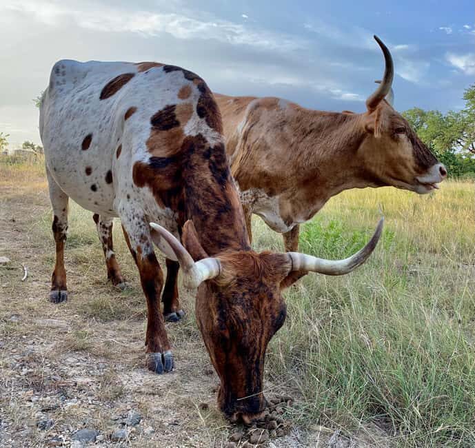 Bandera: Ranch Visit with Longhorns and Horses - The Ranch Itinerary: What to Expect