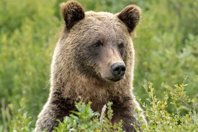 Banff Guided Nature Walk with Bear Country Safety Tips - What Makes This Tour Stand Out?