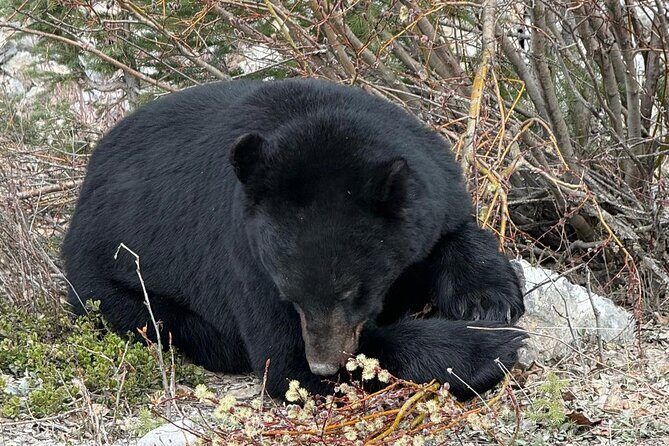 Banff Wildlife Explore and Johnston Canyon Hiking Tour - Price and Value