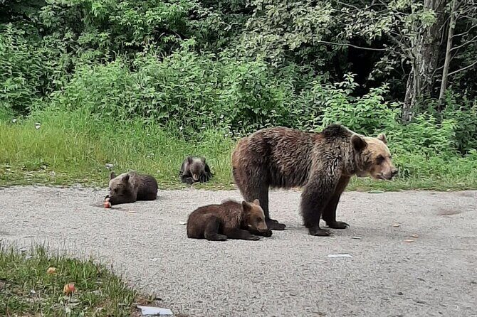 Bears and Dracula Private Full-Day Tour from Bucharest - Exceptional Value and Flexibility