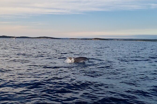 Beautiful Sunset and Dolphin Watching - Practical Tips for Travelers