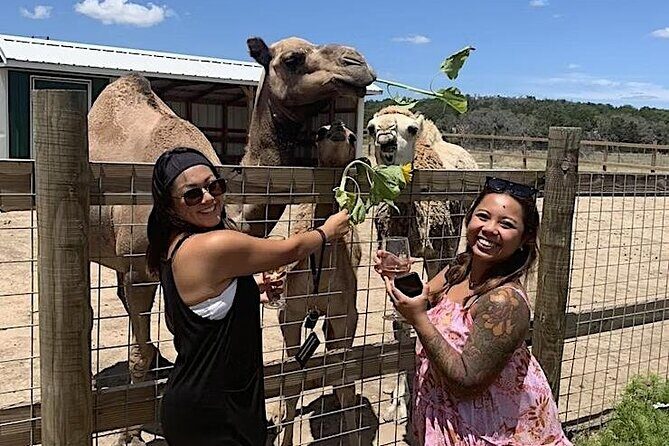 Become a Ranch Hand for a Day in Fredericksburg - The Itinerary: From Dawn to Dusk