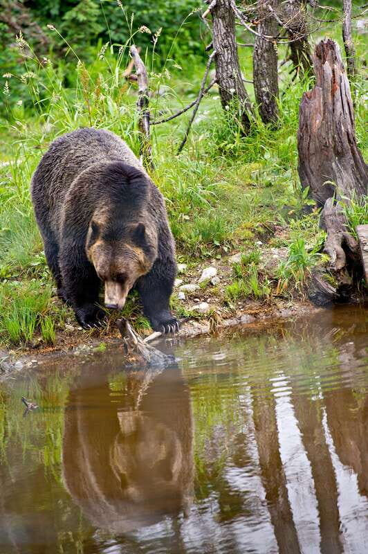 Best of Kananaskis PRIVATE SAFARI Tour + Custom Nature Walk - Breaking Down the Experience