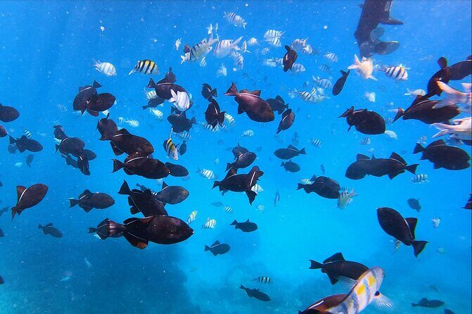 Best Waikiki Snorkel Tour: Guaranteed Turtles at Turtle Canyon - Detailed Breakdown of the Itinerary