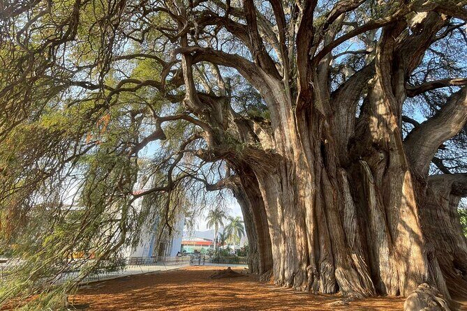 Bike tour to the Tule Tree and the Gastronomic Market - Why This Tour Stands Out