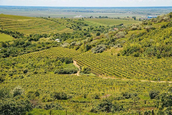 Bike & Wine tour in Dealu Mare wineland - Exploring the Vineyards