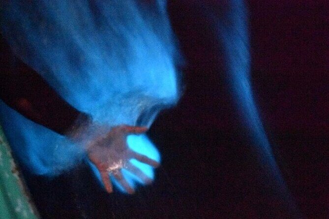 Bioluminescence in Manialtepec Night Tour from Huatulco - The Cost and What It Means for You