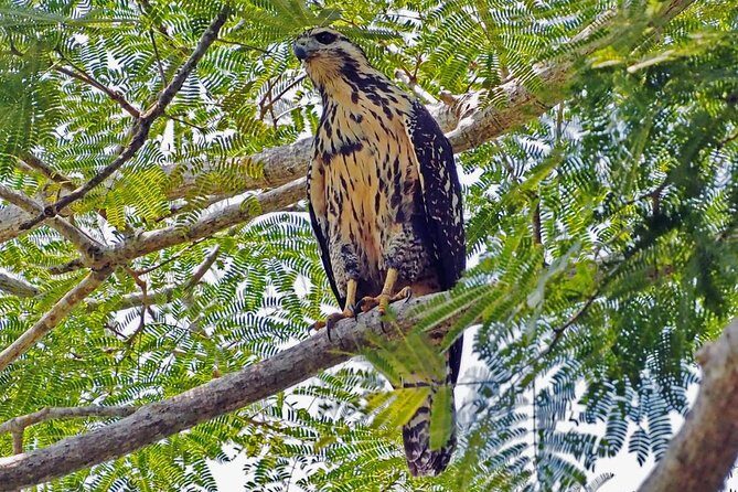 Bird watching in La Mancha - Practical Details: Transportation, Cost, and Group Size