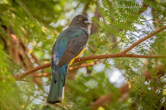 Bird Watching Mazatlán - Birding Tour - The Sum Up