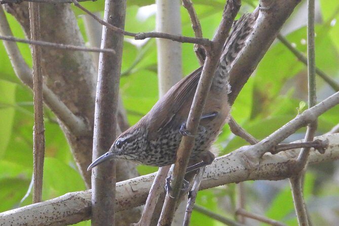 Birds of the Mayan World 3 - The Experience in Practice: Real Traveler Insights