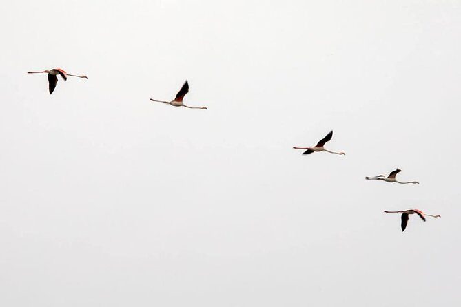 Birdwatching Boat Tour so close to Lisbon - Why This Tour Offers Great Value